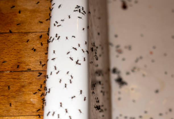 Best Pest Removal Services  in El Rio, CA